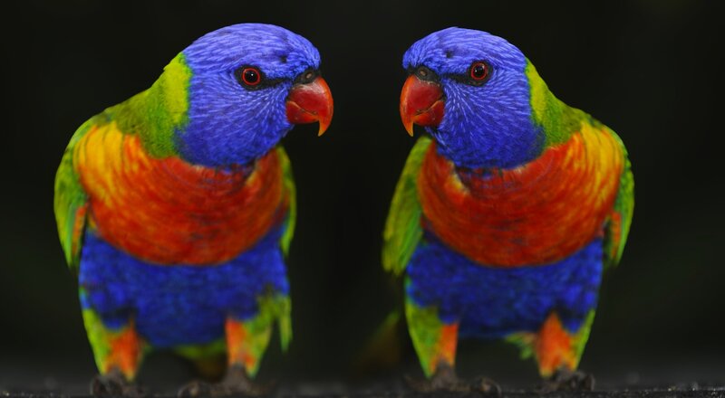 Two Rainbow Lorikeets — Blue, Calm, Photograph, Birds, Beaks