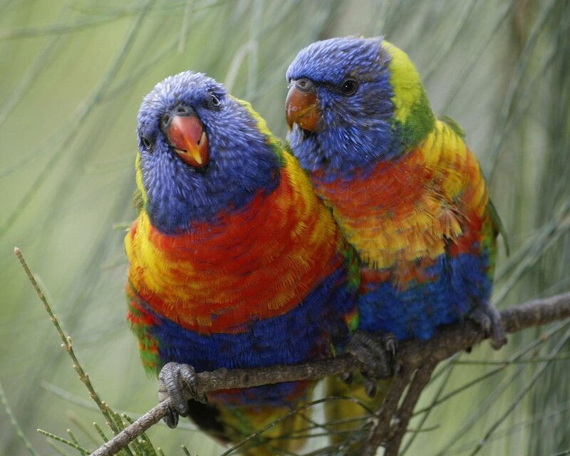 Two Rainbow Lorikeets — Blue, Calm, Photograph, Birds, Branch