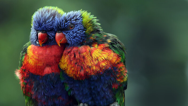 Two Rainbow Lorikeets — Blue, Calm, Photograph, Birds, Feathers, Green Background