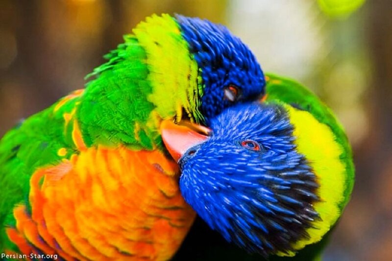 Two Rainbow Lorikeets — Blue, Calm, Photograph, Birds, Feathers