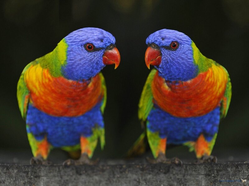 Two Rainbow Lorikeets — Blue, Calm, Photograph, Birds, Perch, Beak