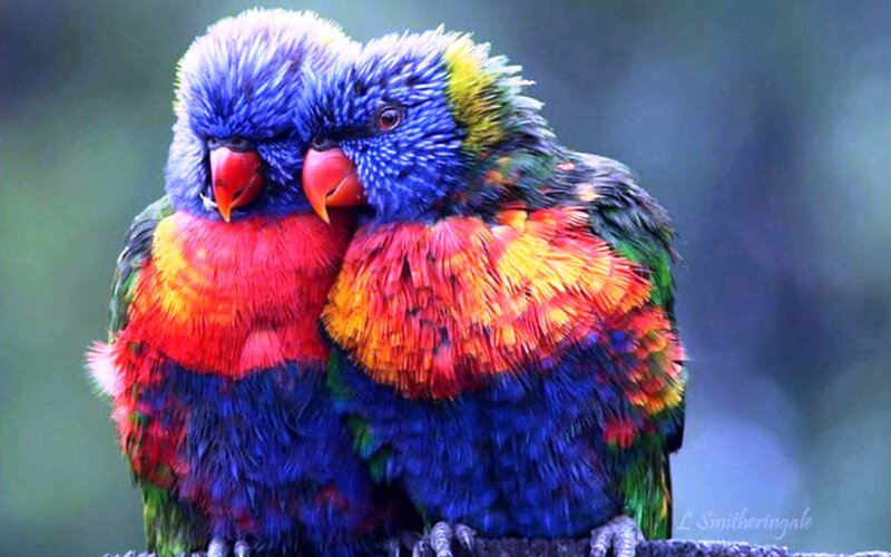 Two Rainbow Lorikeets — Blue, Calm, Photograph, Birds, Perch