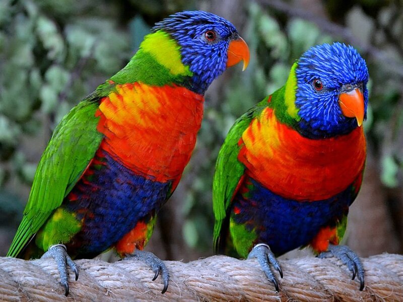 Two Rainbow Lorikeets — Blue, Calm, Photograph, Birds, Rope