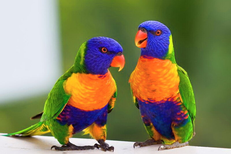 Two Rainbow Lorikeets — Blue, Calm, Photograph, Birds