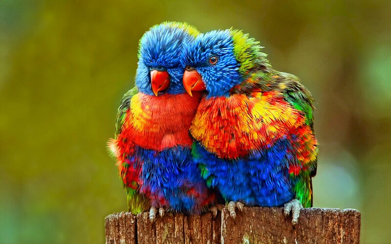 Two Rainbow Lorikeets — Blue, Calm, Photograph, Birds, Wooden Post, Green Background