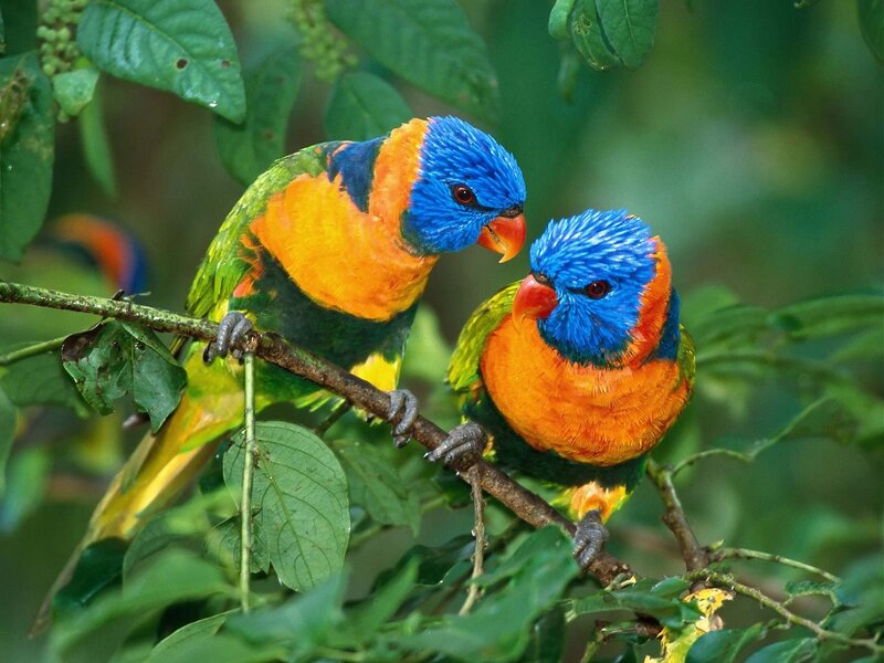Two Rainbow Lorikeets — Blue, Calm, Photograph, Branch, Leaves