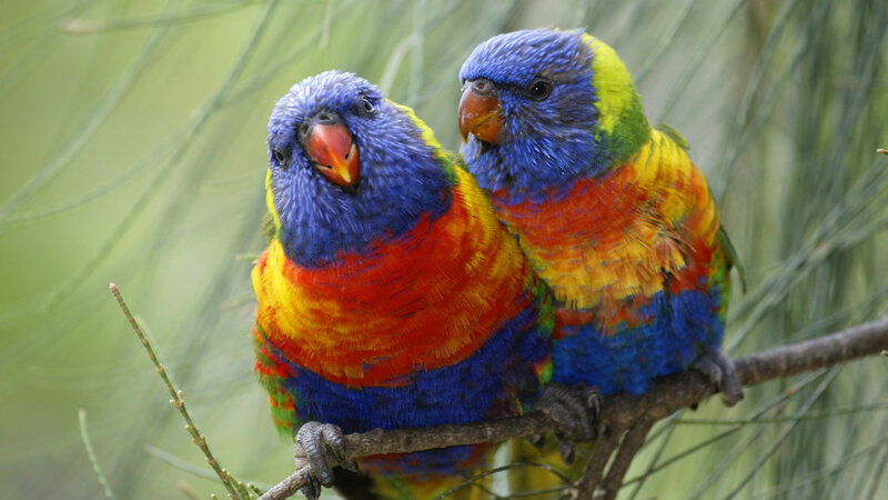 Two Rainbow Lorikeets — Blue, Calm, Photograph, Branch