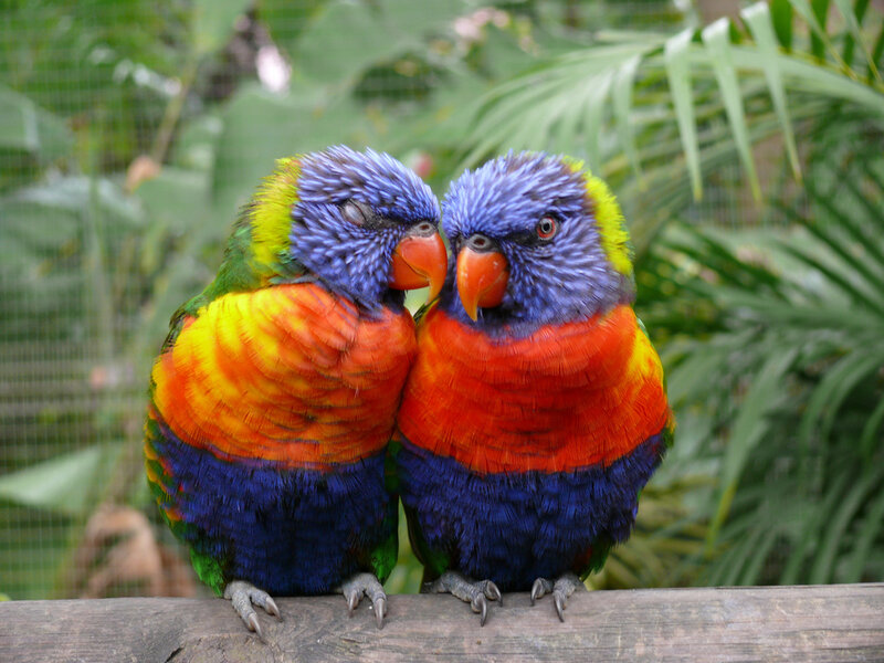 Two Rainbow Lorikeets — Blue, Calm