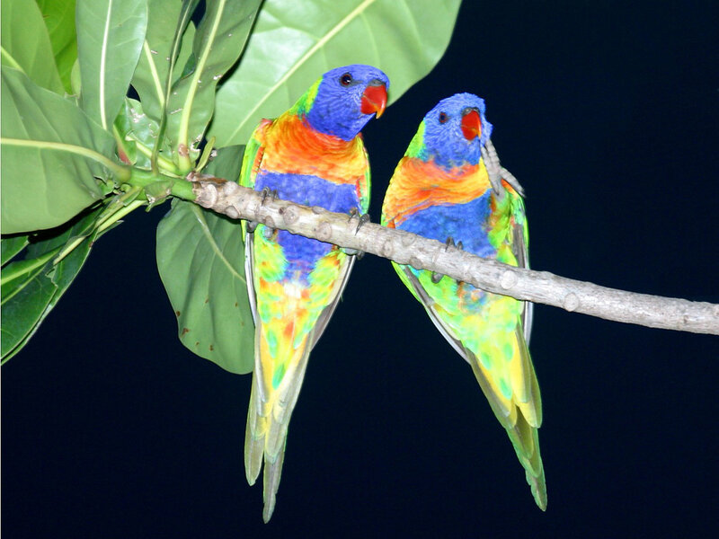 Two Rainbow Lorikeets — Blue