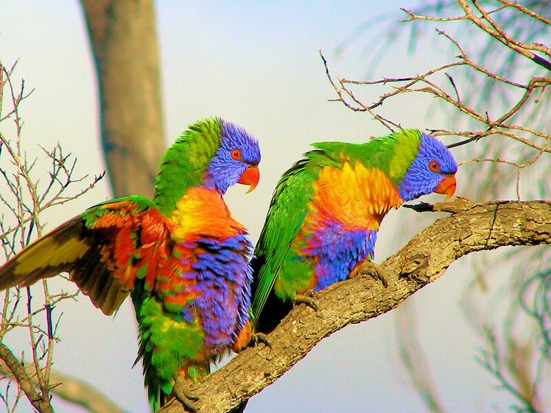 Two Rainbow Lorikeets — Green, Calm, Afternoon, Photograph, Tree Branch
