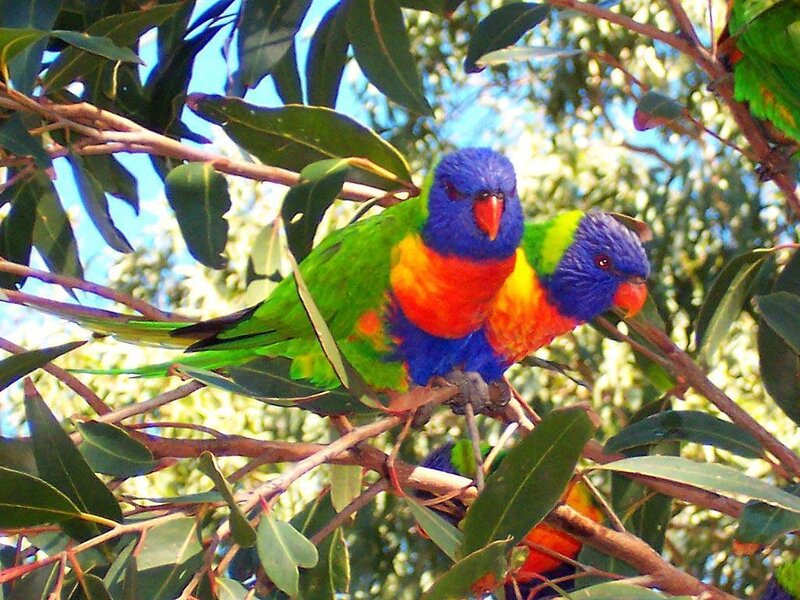 Two Rainbow Lorikeets — Green, Calm, Afternoon, Photograph, Tree