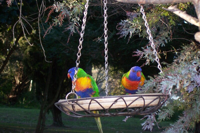 Two Rainbow Lorikeets — Green, Calm, Afternoon