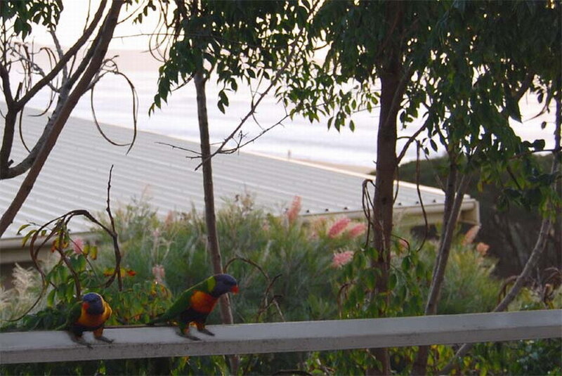 Two Rainbow Lorikeets — Green, Calm, Morning