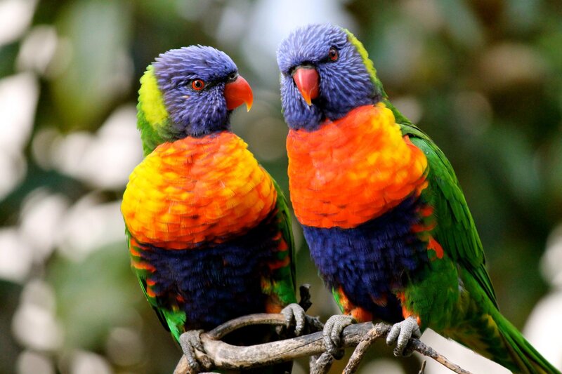 Two Rainbow Lorikeets — Green, Calm, Photograph, Birds, Branch, Forest