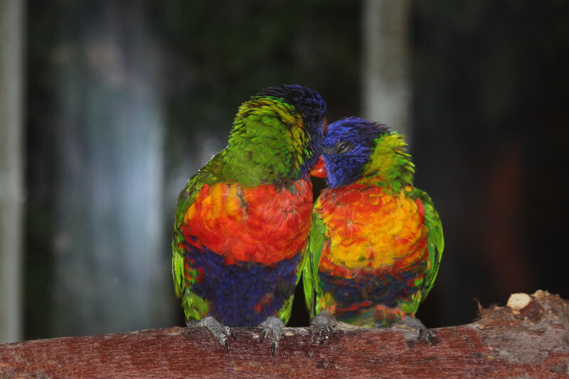 Two Rainbow Lorikeets — Green, Calm, Photograph, Birds, Branch