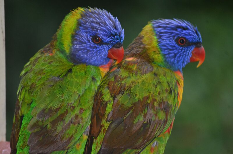 Two Rainbow Lorikeets — Green, Calm, Photograph, Birds, Green Background