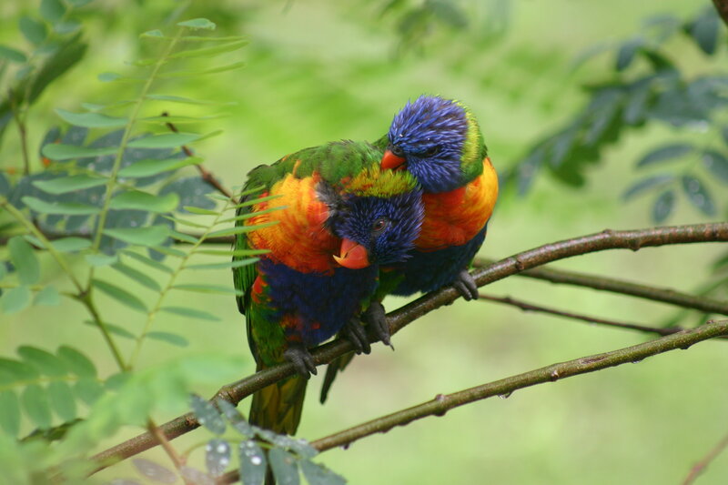 Two Rainbow Lorikeets — Green, Calm, Photograph, Birds