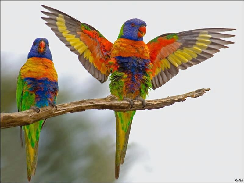 Two Rainbow Lorikeets — Green, Calm, Photograph, Branch