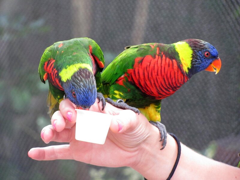 Two Rainbow Lorikeets — Green, Calm, Photograph, Hand
