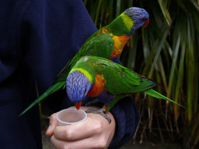 Two Rainbow Lorikeets — Green, Calm, Photograph, Person