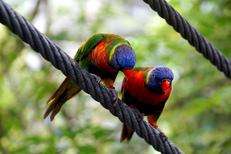 Two Rainbow Lorikeets — Green, Calm, Photograph, Rope