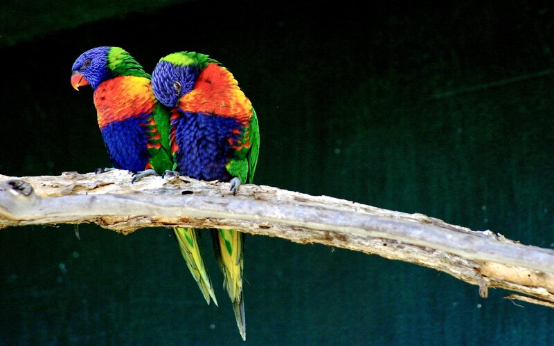 Two Rainbow Lorikeets — Green, Calm, Photograph