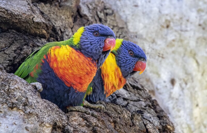 Two Rainbow Lorikeets — Green, Calm, Photograph, Tree Bark