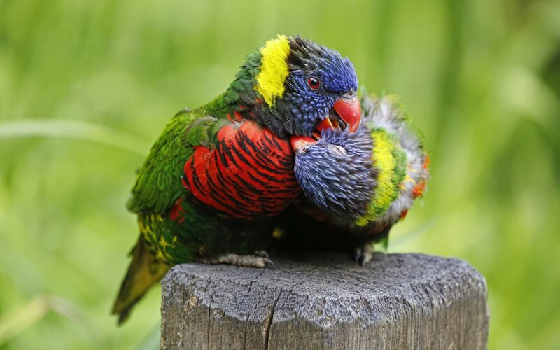 Two Rainbow Lorikeets — Green, Calm, Photograph, Wooden Post