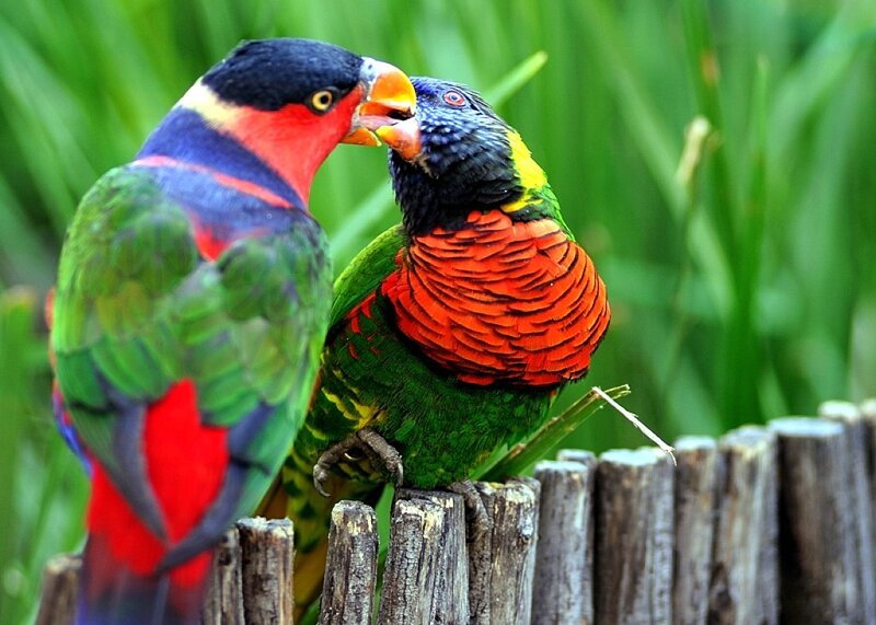Two Rainbow Lorikeets — Green, Calm