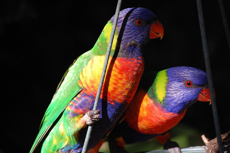Two Rainbow Lorikeets — Green, Dramatic