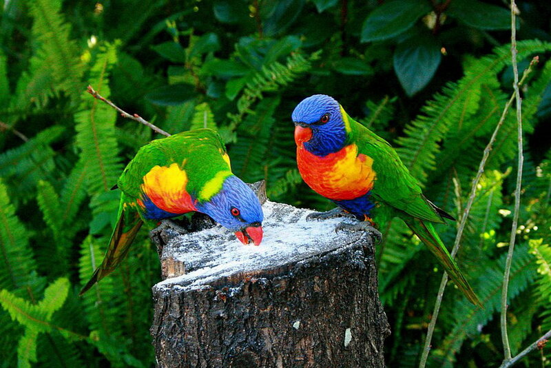 Two Rainbow Lorikeets — Green, Natural, Afternoon