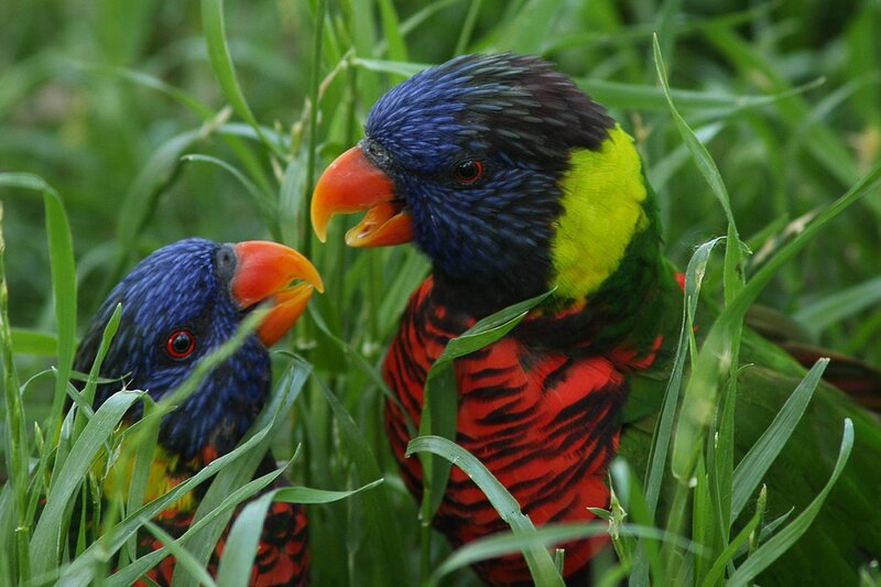 Two Rainbow Lorikeets — Green, Natural