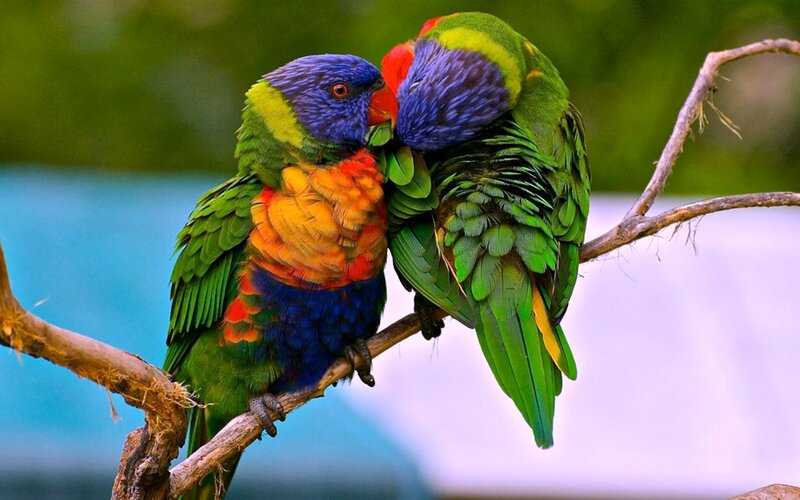Two Rainbow Lorikeets — Green, Peaceful, Photograph