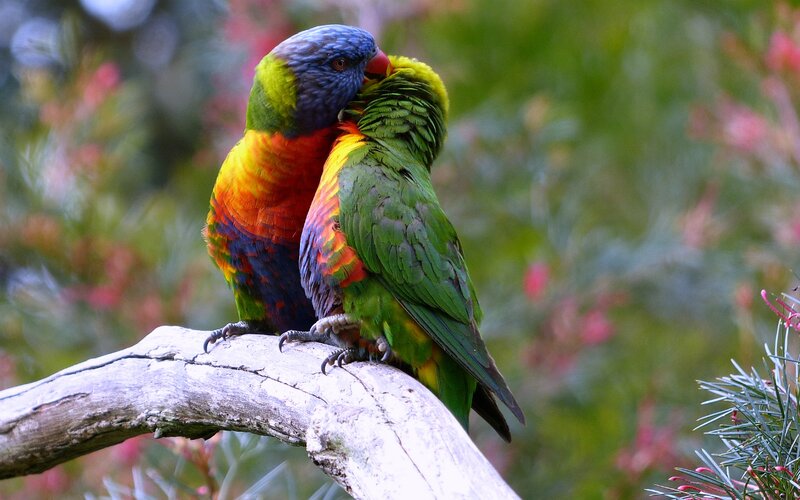 Two Rainbow Lorikeets — Green, Peaceful