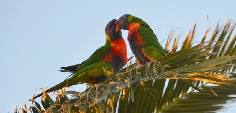 Two Rainbow Lorikeets — Green, Serene