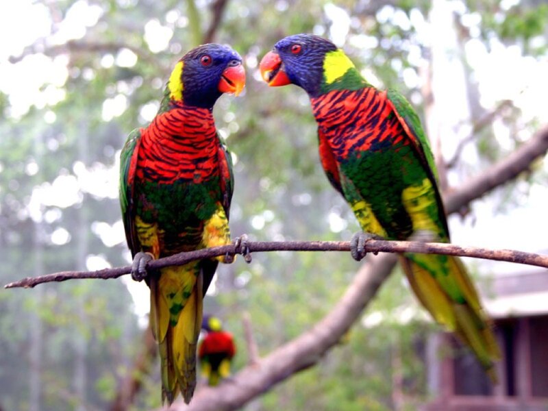 Two Rainbow Lorikeets — Green