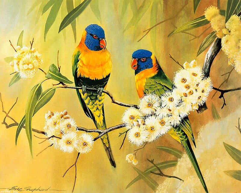 Two Rainbow Lorikeets — Yellow