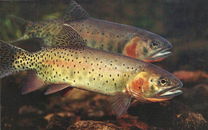 Two Rainbow Trout