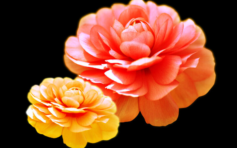 Two Ranunculus Flowers — Orange