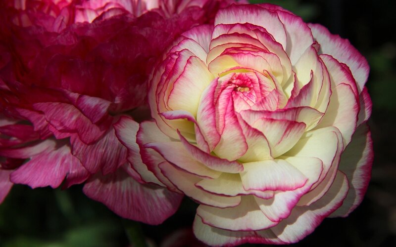 Two Ranunculus Flowers — Pink