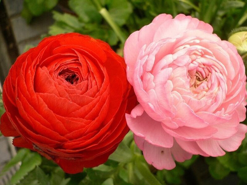 Two Ranunculus Flowers — Red