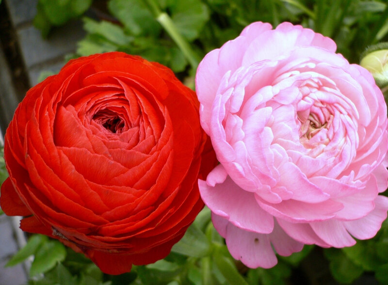 Two Ranunculus Flowers