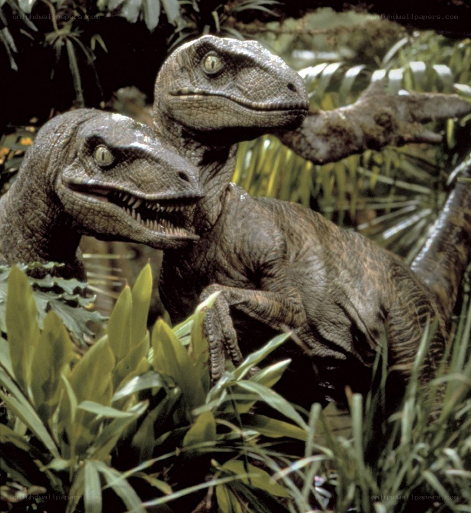 Two raptors in jungle
