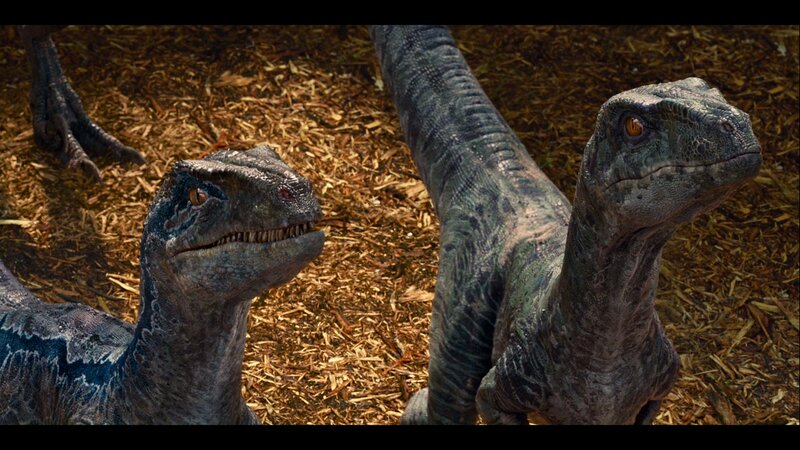 Two Raptors on Wood Chips
