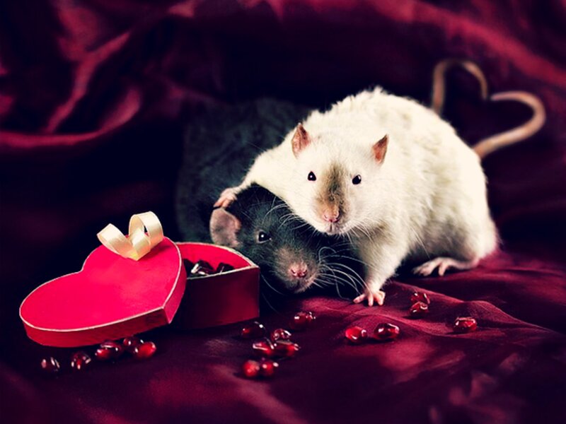 Two Rats in Heart Box