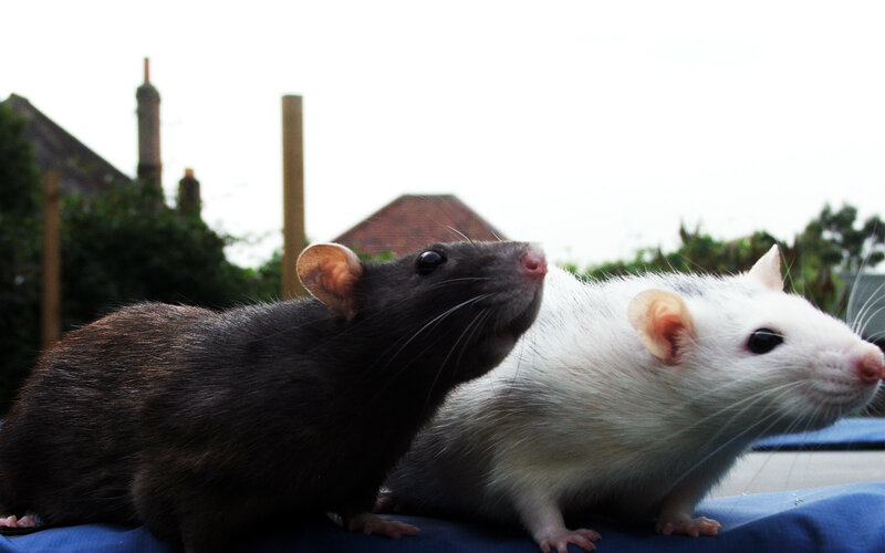 two rats on a blue surface