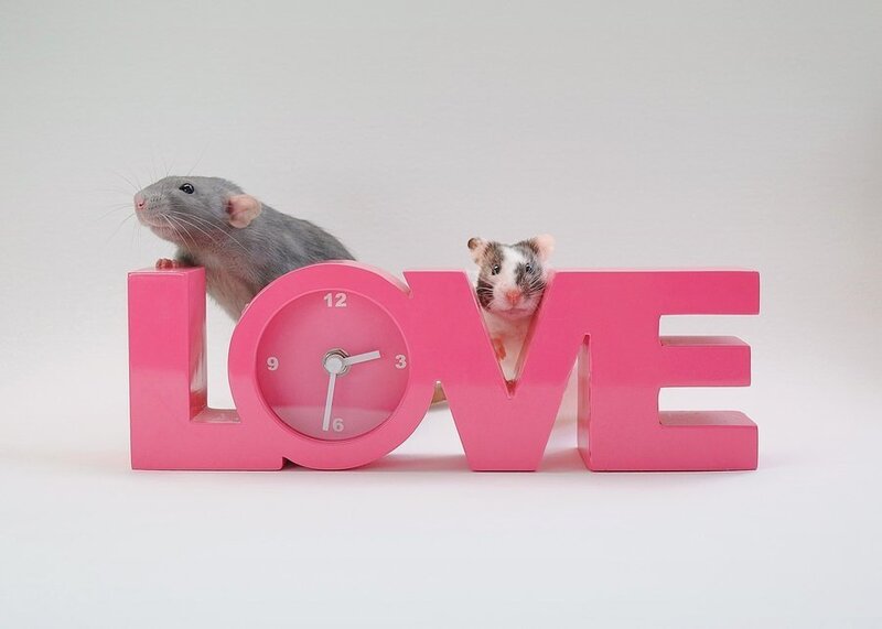 Two Rats on a Sign
