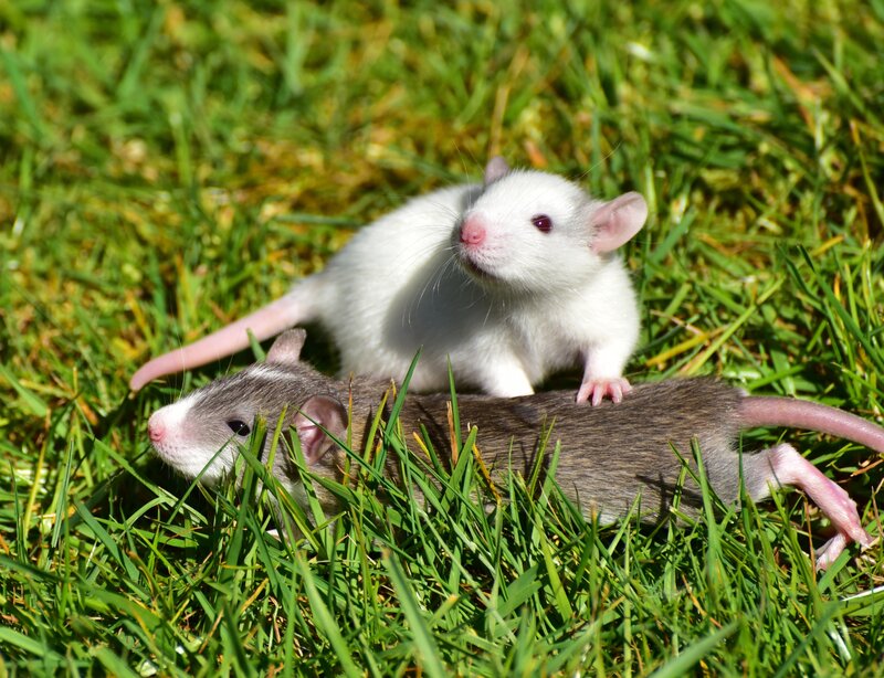 Two rats on grass