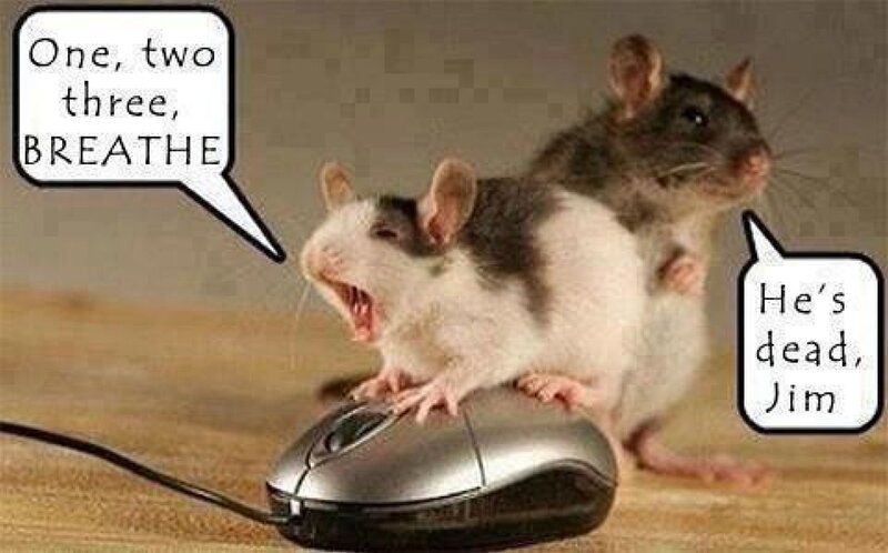 Two Rats on Mouse