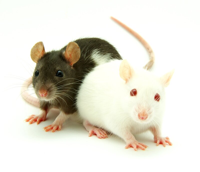 Two Rats on White